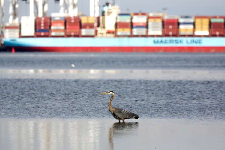 FILE PHOTO: A heron hunts for food as the ship Anna Maersk is docked at Roberts Bank port