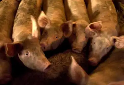 Image for Struggling British pig industry calls for Tesco to step-up