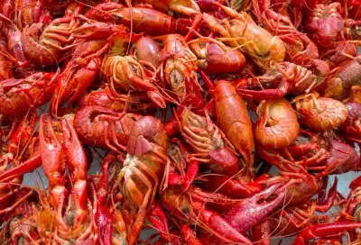 Image for Running a small business requires perseverance, resilience and luck: A Crayfish Company’s Journey