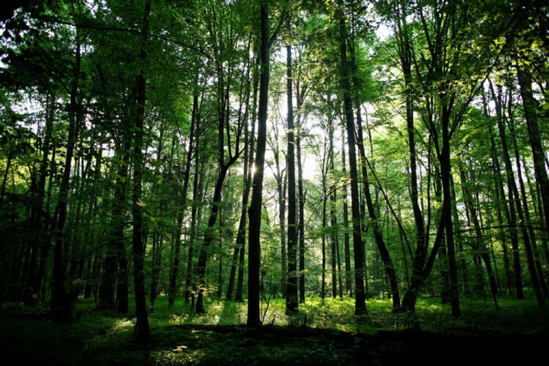 Image for Analysis-Europe hits resistance in race to finalise green laws