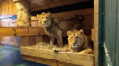 Image for Twin lions fleeing Ukraine war arrive at Belgian refuge