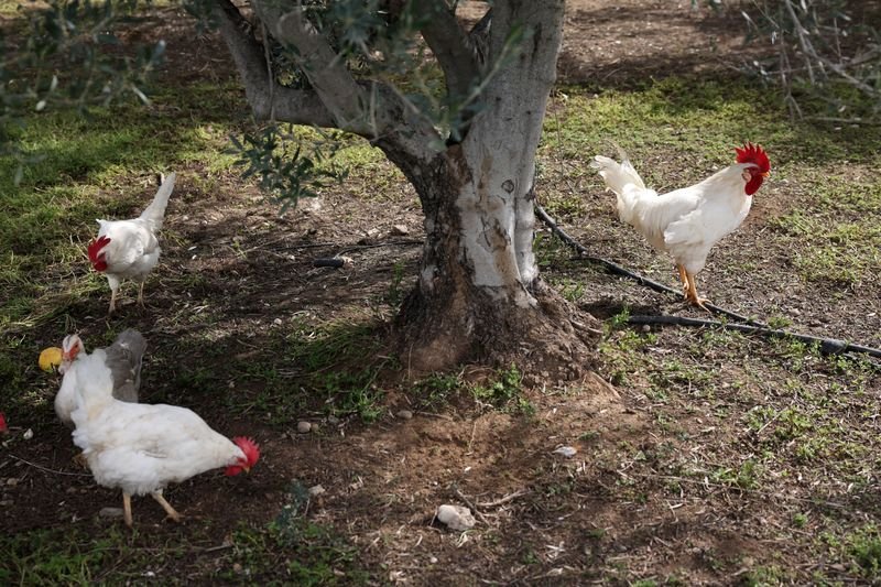 Retired hens fertilizing olive groves in Cyprus, promoting biodiversity and sustainability - Global Banking & Finance Review