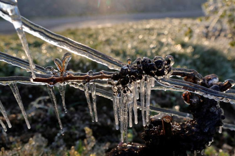Image for French winemakers set candles and straw ablaze to save vines from frost