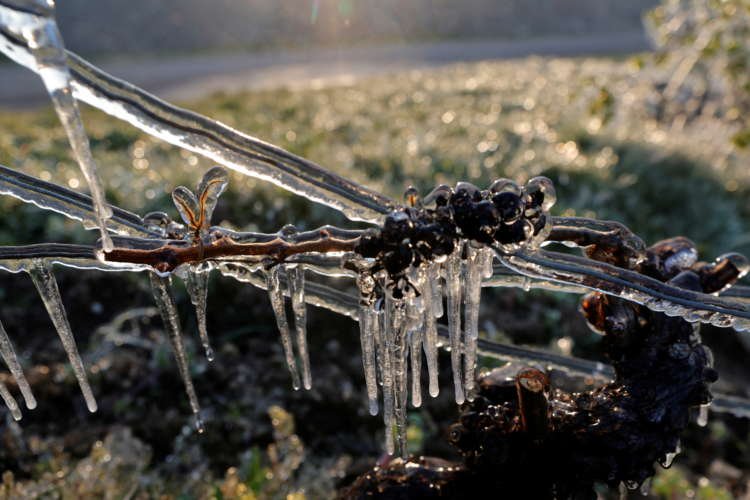 Image for French winemakers set candles and straw ablaze to save vines from frost