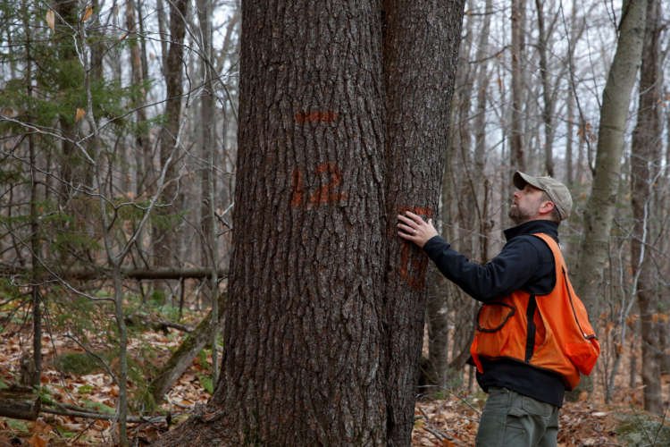 Image for Carbon offsets gird for lift-off as big money gets close to nature