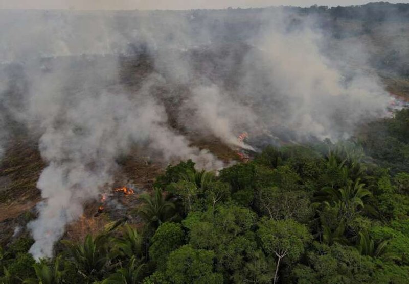 Image for Explainer-Causes and consequences of Amazon fires and deforestation