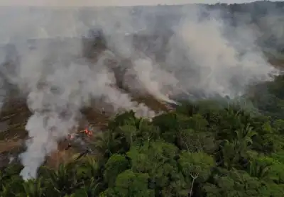 Image for Explainer-Causes and consequences of Amazon fires and deforestation
