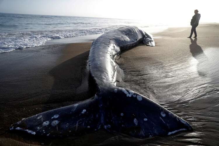 A deceased gray whale on Limantour Beach highlights the decline of gray whale populations - Global Banking & Finance Review