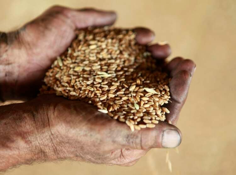 FILE PHOTO: Employee holds wheat at a grain warehouse near the village of Moskovskoye