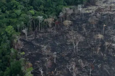 Image for Amazon deforestation rose 17% in ‘dire’ 2020, data shows