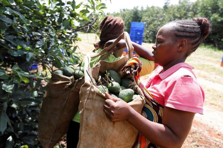 A worker harvesting avocados at Kakuzi in Kenya, highlighting agriculture's role in Kenya-China trade relations - Global Banking & Finance Review
