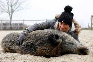 Adopted wild boar Rillette playing at a farm, symbolizing animal rights issues in France - Global Banking & Finance Review