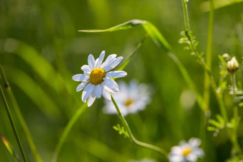 Image for Back on top in June?