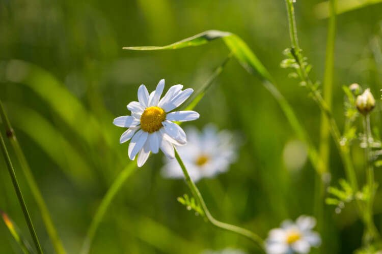 Image for Back on top in June?