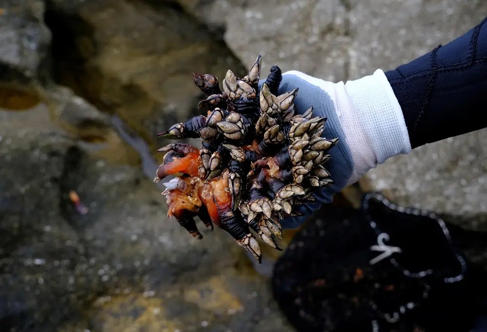 Fishermen gathering barnacles on the rocky coast of Spain - Global Banking & Finance Review