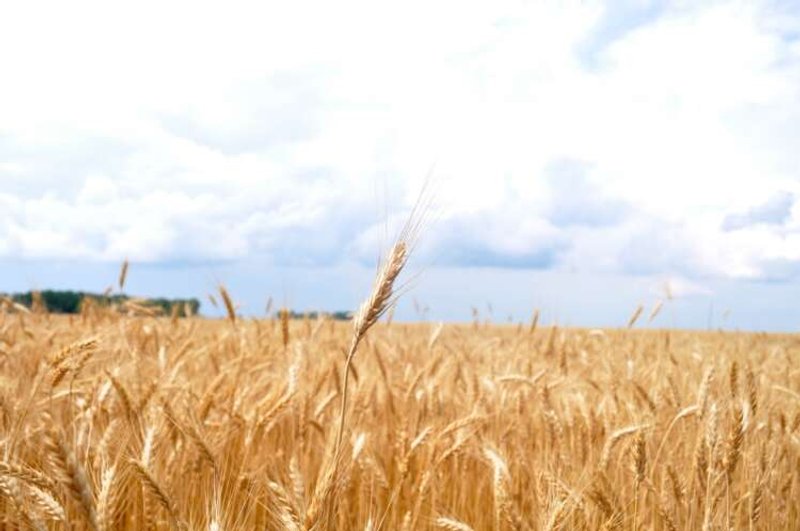 Image for Satellite imagery analytics at agricultural banks’ service