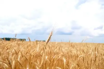 Image for Satellite imagery analytics at agricultural banks’ service