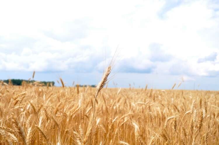 Image for Satellite imagery analytics at agricultural banks’ service