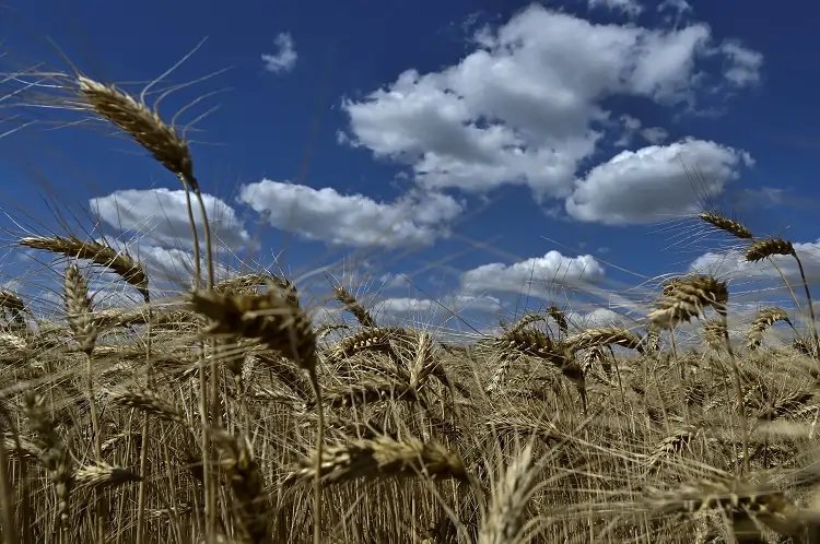 Ukrainian food aid shipment of wheat flour for Syria - Global Banking & Finance Review