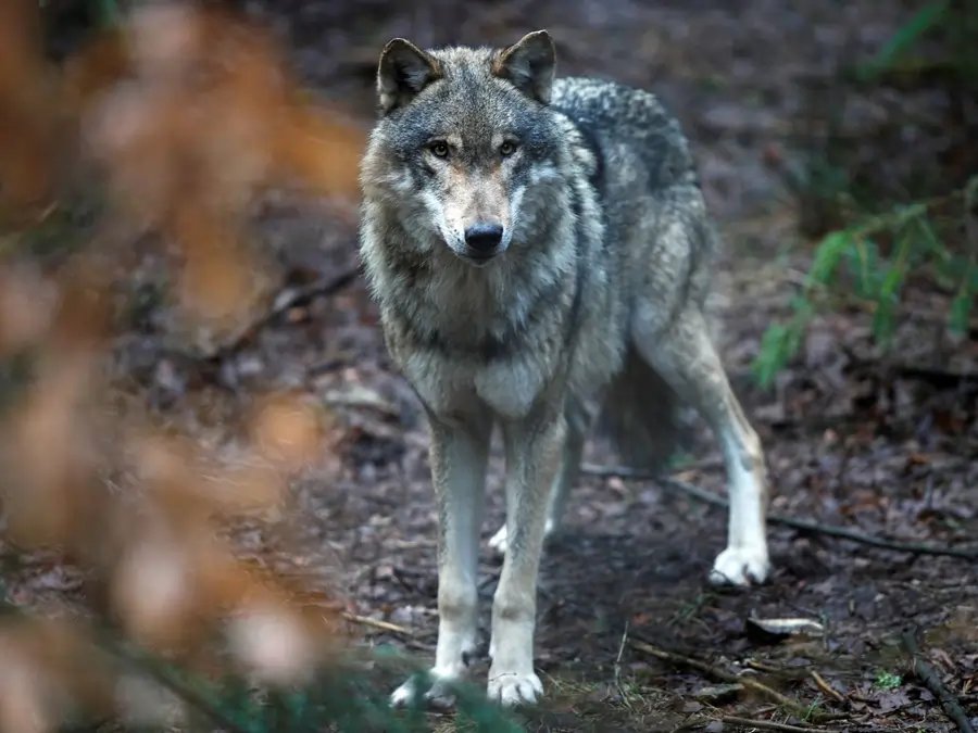 A wolf in a natural habitat, symbolizing the debate on wolf protection in Europe - Global Banking & Finance Review