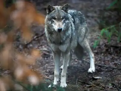 Image for Wolves to lose ‘strictly protected’ status in Europe