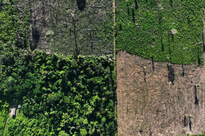 Image for EU lawmakers back ban on goods linked to deforestation
