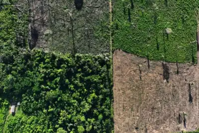 Image for EU lawmakers back ban on goods linked to deforestation