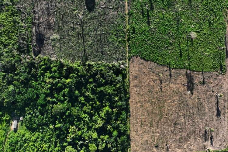 Image for EU lawmakers back ban on goods linked to deforestation