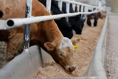 Image for Analysis-What’s the beef? Canada talks stall as Britain toughens trade approach