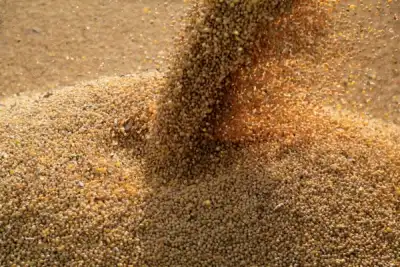 Image for Bunge lifts profit outlook as food and fuel demand for vegetable oil grows