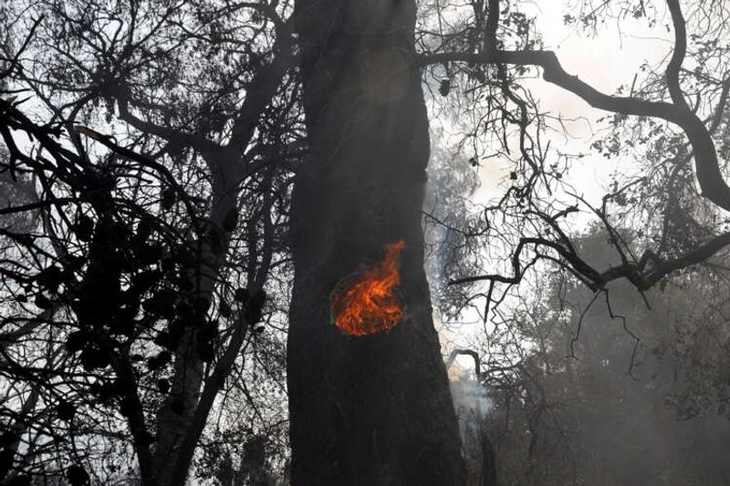 Image for Wildfire engulfs houses in suburbs of Athens