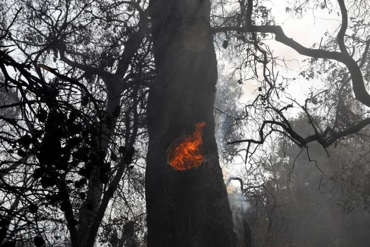 Image for Wildfire engulfs houses in suburbs of Athens