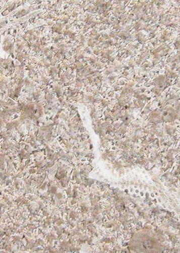 Đá Indiana Limestone — Mỹ, ảnh bề mặt