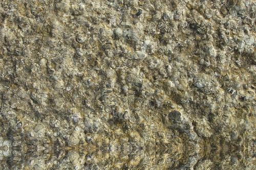 Đá Purbeck Stone — Anh, ảnh bề mặt