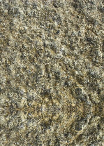 Đá Purbeck Stone — Anh, ảnh bề mặt