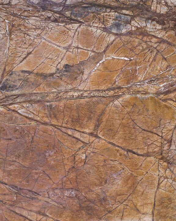 Rainforest Brown