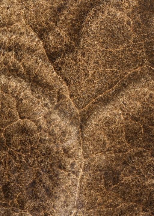 Onyx nâu (vân mạng lưới/mắt gỗ) — đá tự nhiên Rochelle Stone