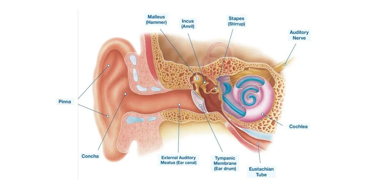 Oídos, Sordera, Vértigo, Tinnitus y Tímpano Perforado
