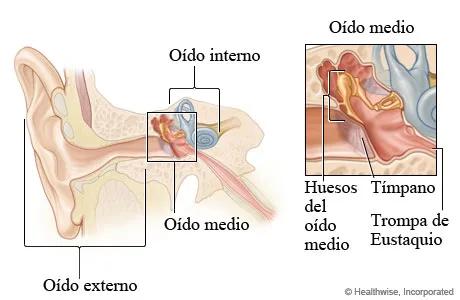 Otorrinolaringólogo en Guadalajara - Oídos, Nariz, Garganta y Voz, - Dr. Gerardo López Guerra, ORL y CCC, FACS.