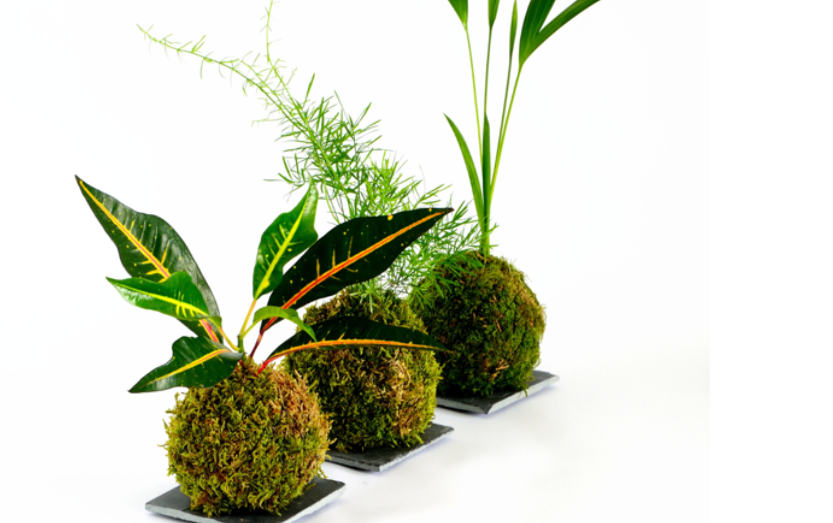 Create a Kokedama - with Wine Tasting