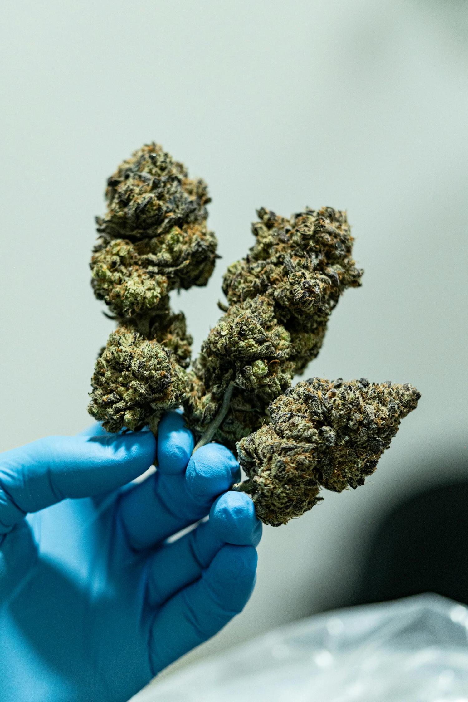 Entering the Cannabis Industry