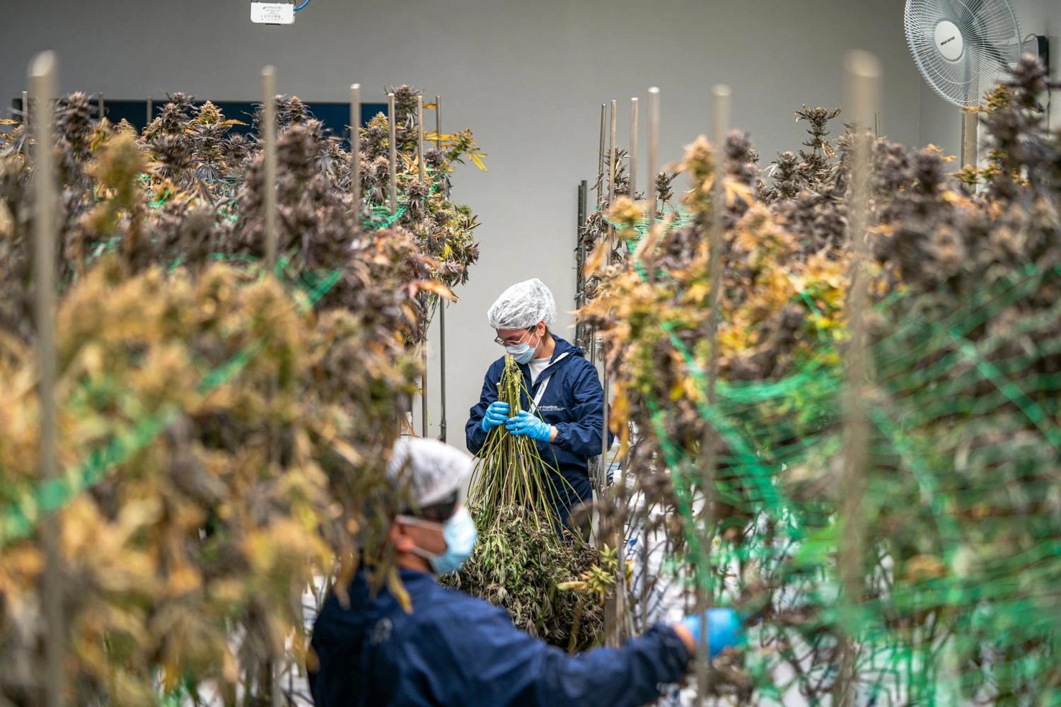 How to Get a Job in Cannabis