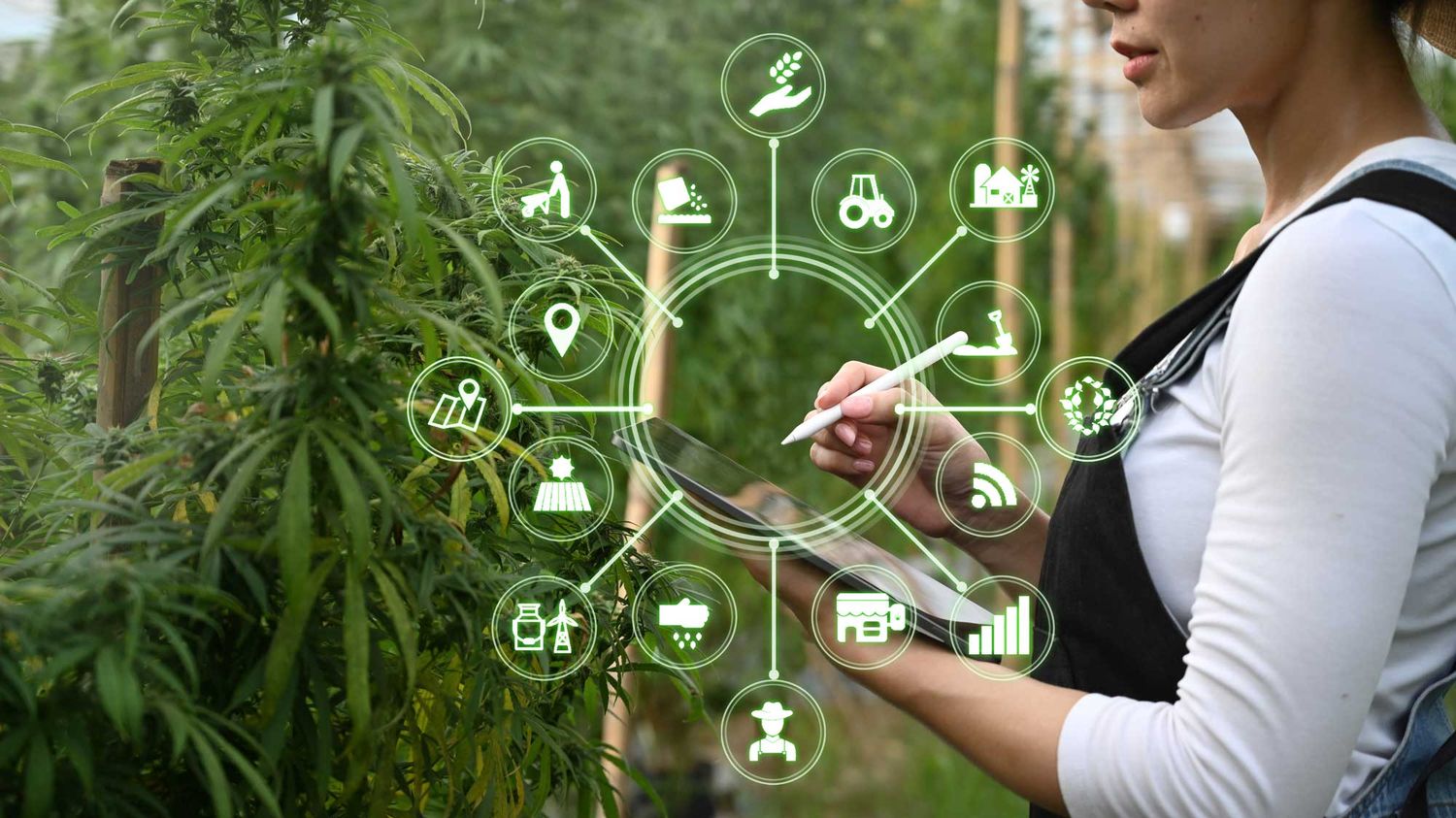 CLAB How to Write a Cannabis Business Plan That Attracts Investors in Today's Market