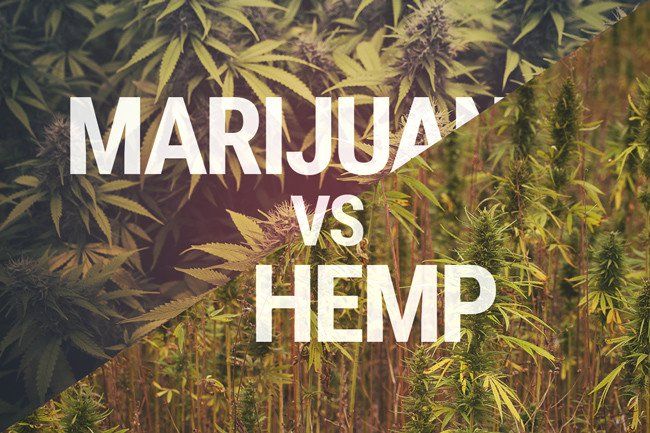 Marijuana vs. Hemp Debate