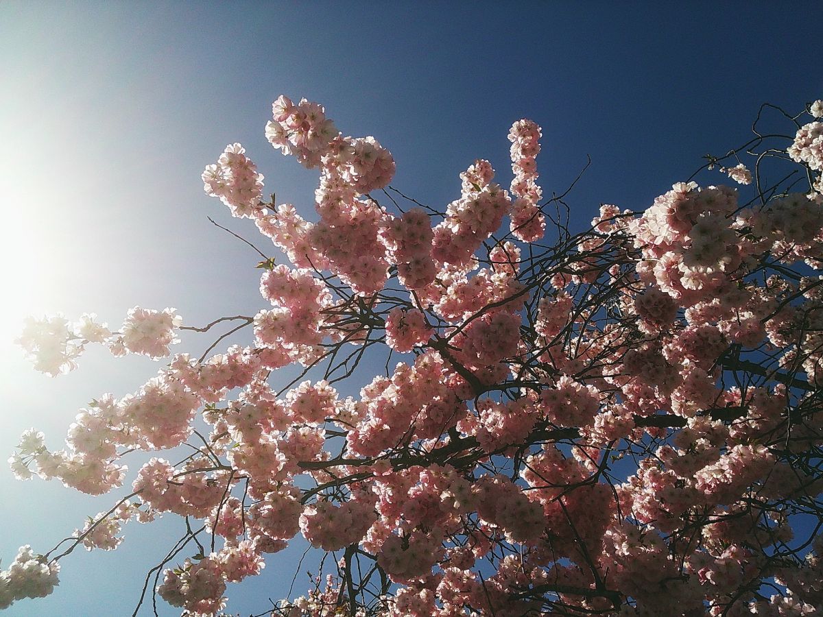 Dark green punchy shadows and pink highlights make sunshine shots sparkle