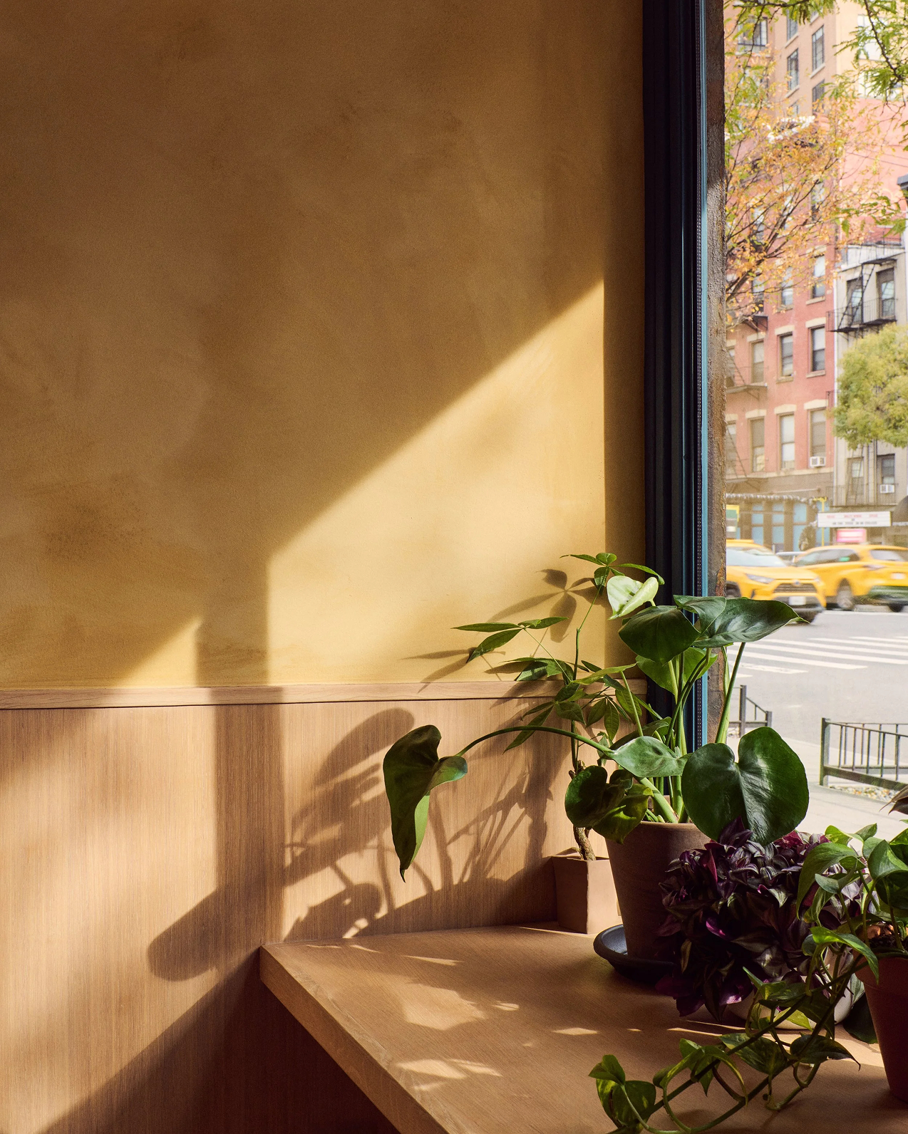 Potted plants on a wooden counter with diagonal sunlight on a golden wall, overlooking a city street with yellow cabs.