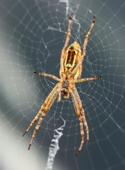 10 Things About Spiders That Horror Films Got Completely Wrong