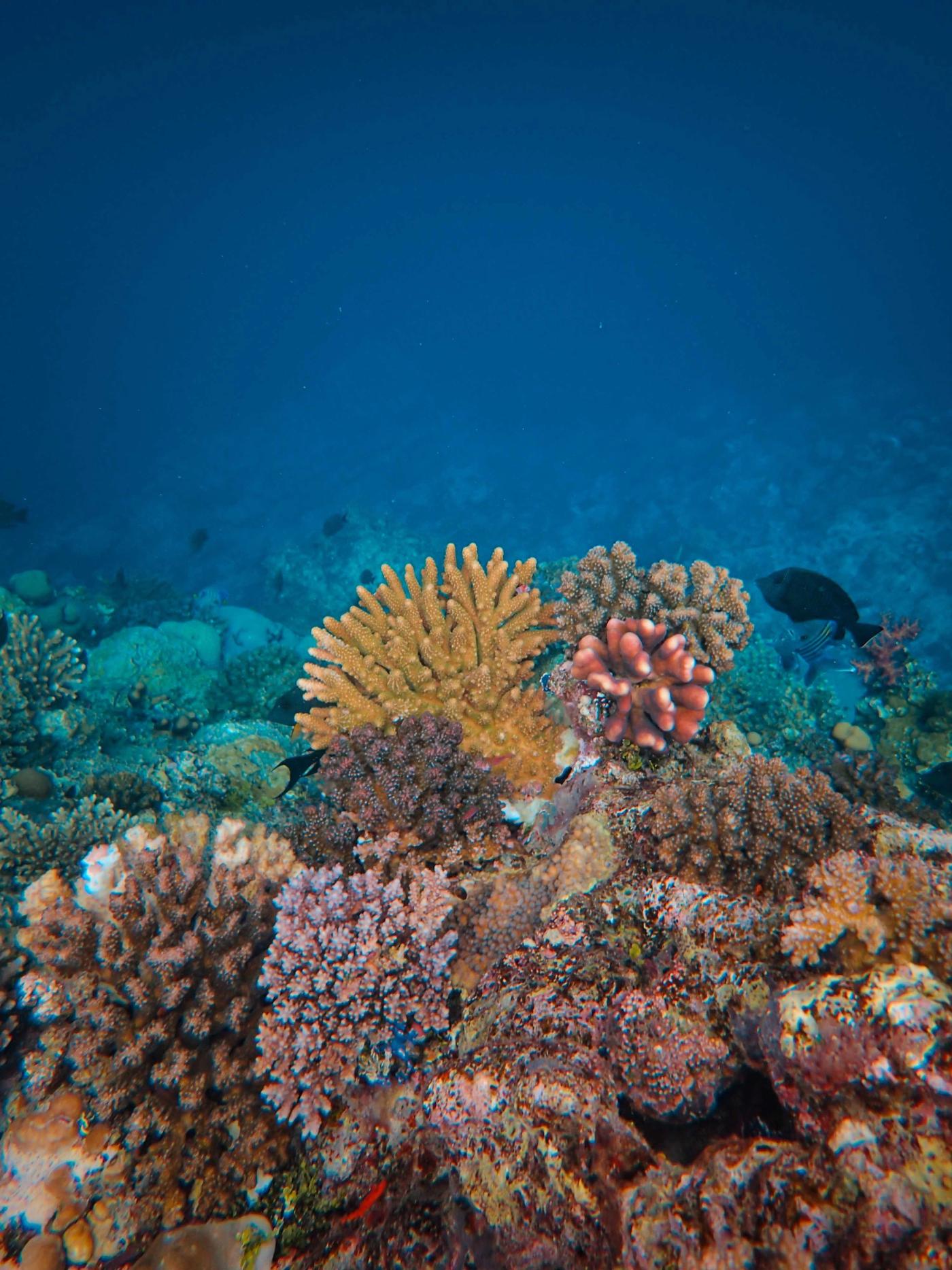 10 Coral Reef Facts Scientists Are Racing to Document