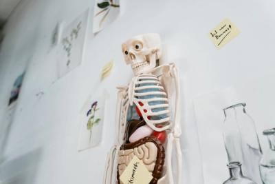 10 Facts About the Human Skeleton That Change How You See Your Body