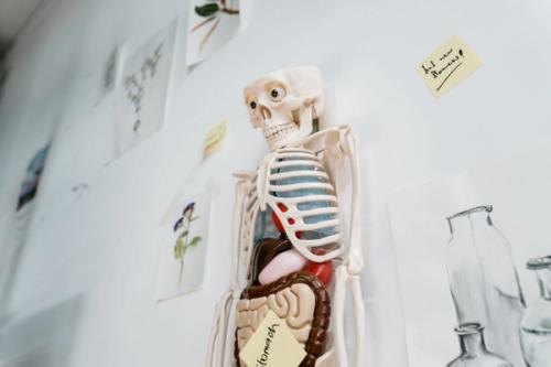 10 Facts About the Human Skeleton That Change How You See Your Body